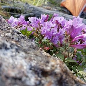Meet your Posher, Helen